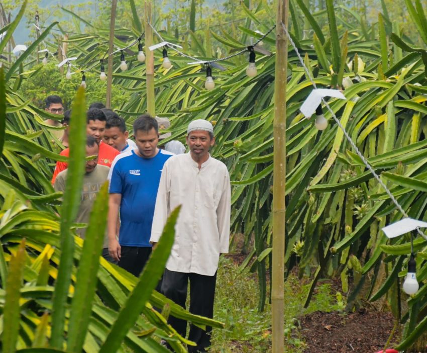 Adlin Tambunan : Kabupaten Sergai Berpotensi Jadi Sentra Buah Naga