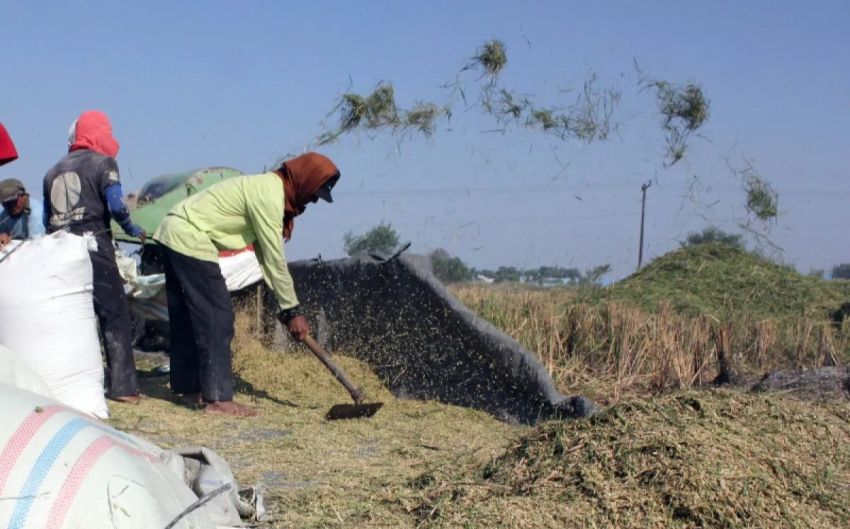 Harga Gabah Tertinggi di Tingkat Petani di Sumut Rp7.900/Kg