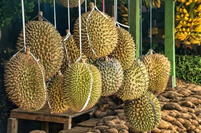 5 Durian Unik di Indonesia: Sensasi Rasa dan Bentuk yang Tak Terlupakan