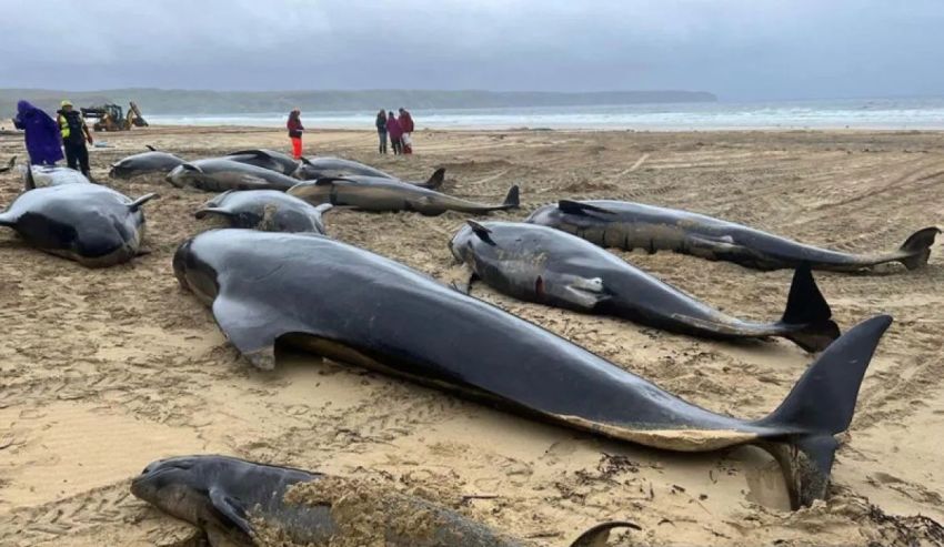 Tragedi Paus Pilot di Skotlandia, 65 Ekor Mati Terdampar di Orkney