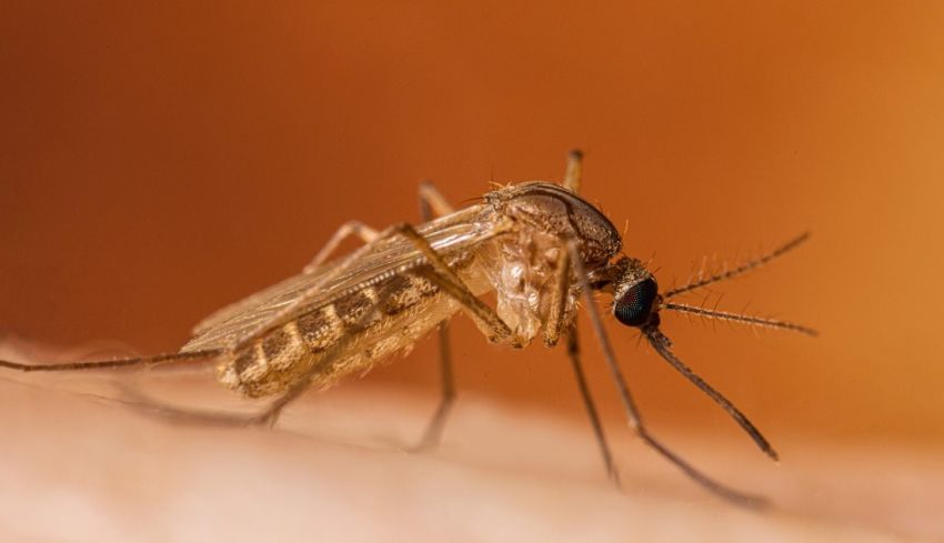 Virus West Nile Tewaskan 38 Warga Israel, 566 Terinfeksi