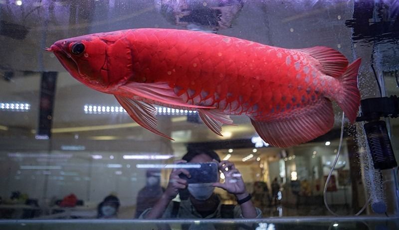 Fantastis ! Inilah 7 Arwana Termahal yang Harganya Bikin Melongo
