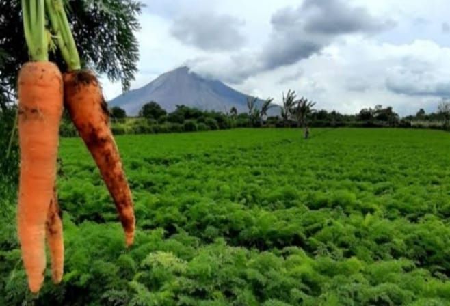 Petani "Menjerit" Harga Wortel di Karo Anjlok ke Titik Terendah Hanya Rp1000/Kg