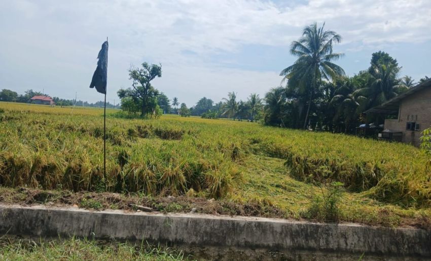 Jelang Musim Panen, Tanaman Padi di Payalombang Sergai Tumbang Terdampak Hujan Disertai Angin Kencang