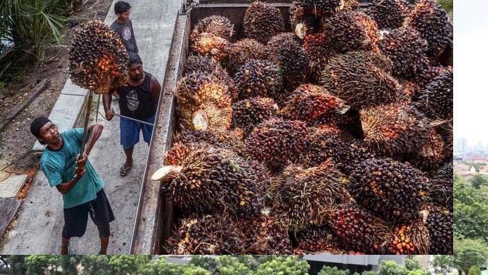 Ekspor Sawit Indonesia Terancam Kebijakan Pajak India