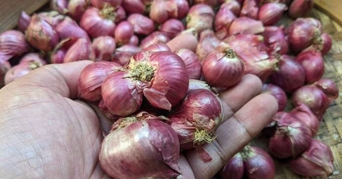 Harga Bawang Merah di Sumut Rp15.000/Kg, Petani Rugi