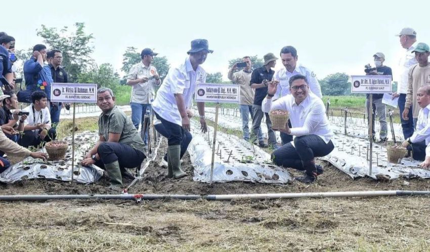 Wakil Menteri Pertanian Resmikan Food Estate Mini di Batangkuis