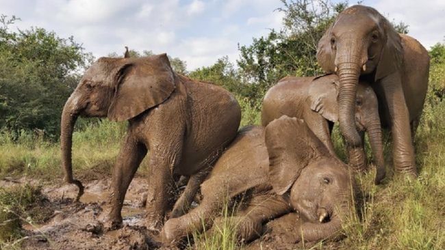 Atasi Kelaparan, Zimbabwe dan Namibia Buru Ratusan Gajah untuk Dimakan