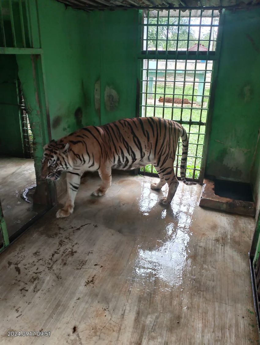 Sakit Tua, Si Manis Harimau Sumatera Koleksi Medan Zoo Mati