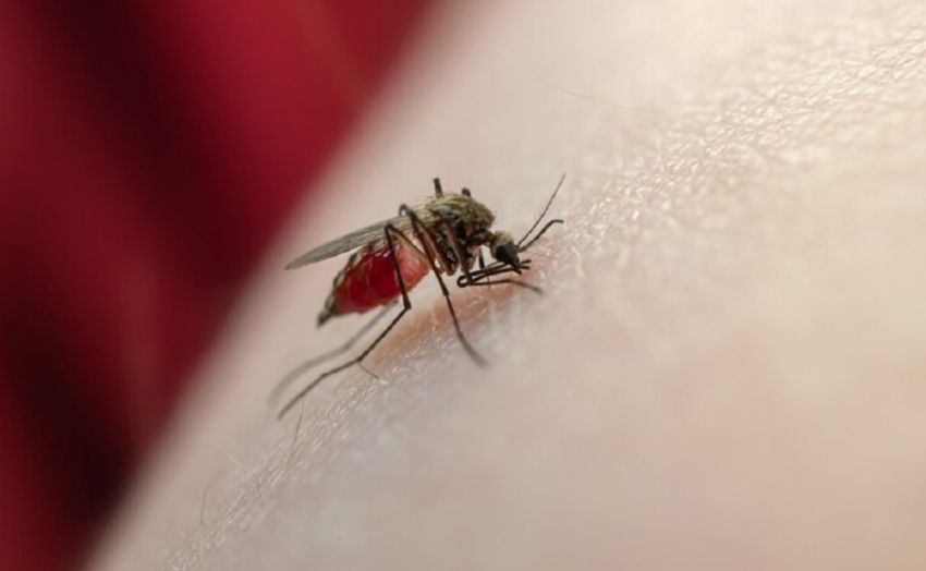 Kasus DBD di Sumut Meningkat, Karo Catat Jumlah Tertinggi