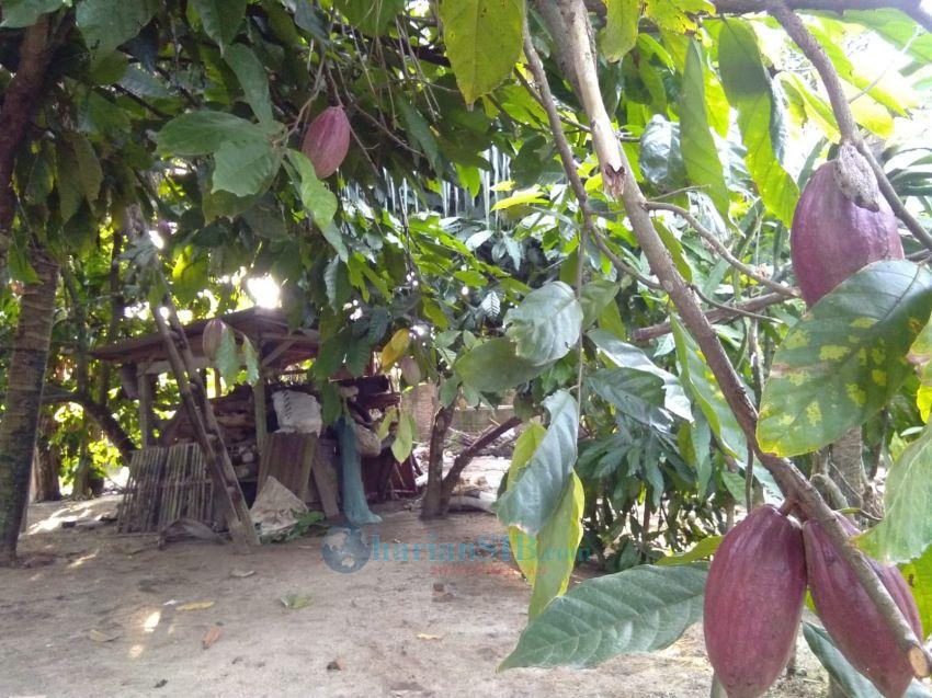Budidaya Kakao Potensial di Dolok Silau Simalungun