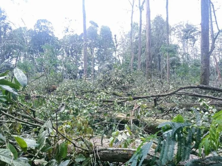 Kementerian LHK Bekukan Izin Penatausahaan Hasil Hutan Arboretum di Merek