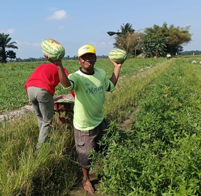 Petani Semangka Telukmengkudu Akui di Masa Kepemimpinan Dambaan Hasil Pertanian Meningkat