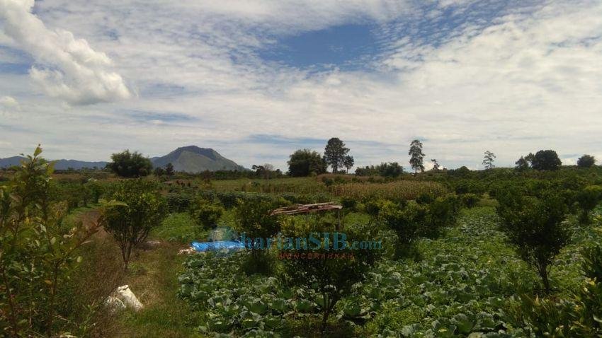 Petani Berharap Pemenang Pilkada Simalungun Bentuk Program Asuransi Pertanian