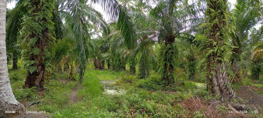 Aksi Pencurian Sawit di Desa Pematang Kuala Sergai Marak, Warga Resah