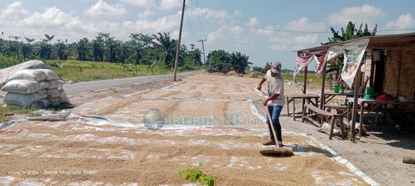 Petani di Desa Tebing Tinggi Lega Terhindar dari Gagal Panen