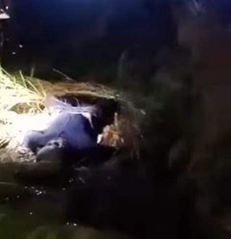 Mayat Mr X Ditemukan Warga Percut Sei Tuan di Sawah, Kepala Sudah Jadi Tengkorak