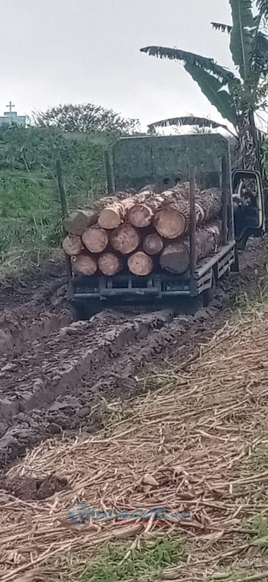 Jalan Usaha Tani di Pollak Tano Ponggol Rusak Akibat Aktivitas Pengangkutan Kayu Bertonase Berat