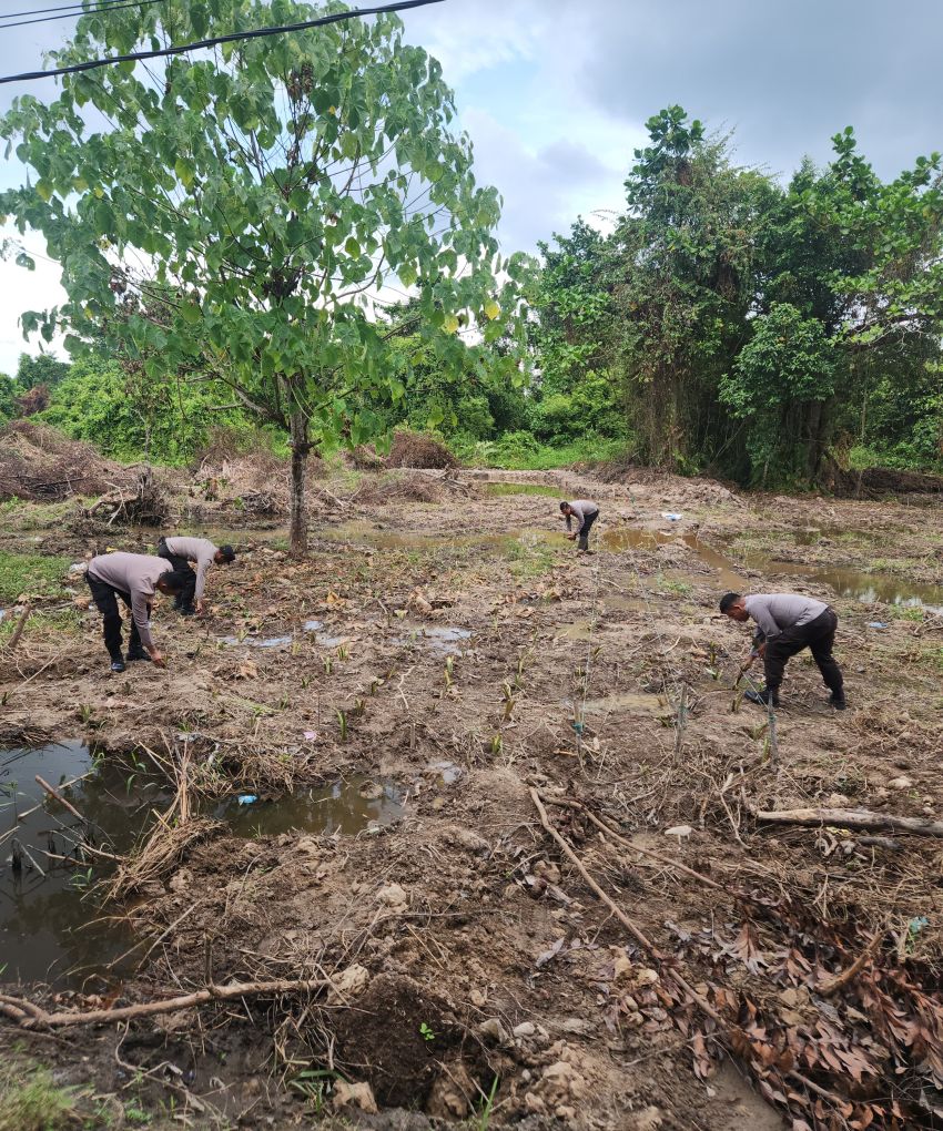 Dukung 100 Hari Program Kerja Presiden, Polsek STR Tanam Keladi di Lahan HGB Delimas