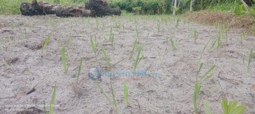 Bawang Dayak Bantu Ekonomi Masyarakat Desa Pematang Kuala Teluk Mengkudu
