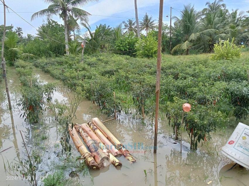 Banjir, Petani Cabai di Pematang Cermai Resah