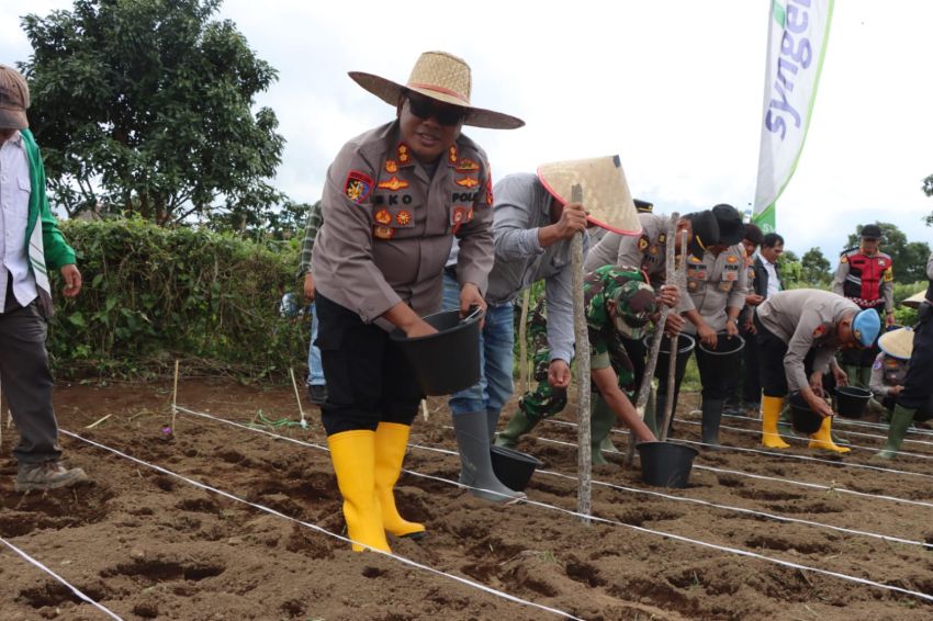 Dukung Ketahanan Pangan Nasional, Polres dan Pemkab Karo Tanam Jagung di Perladangan Lo Pinggan