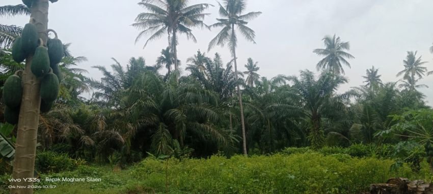 Maraknya Aksi Pencurian Sawit di Desa Pematang Kuala Teluk Mengkudu Belum Teratasi, Warga Minta Peranan Pemdes