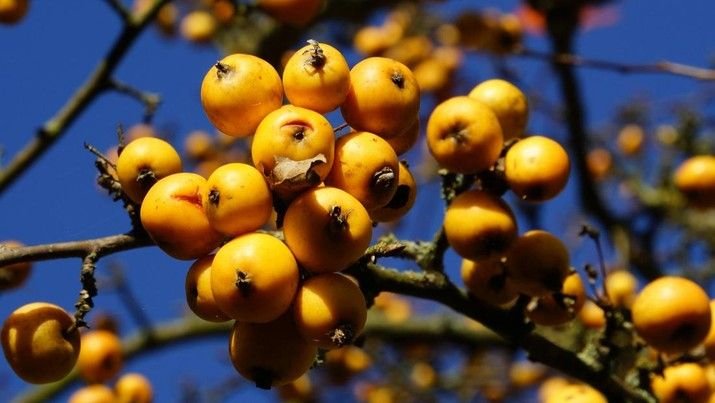 Pasar Vietnam-AS Buru Buah Eksotis Sumedang Berkhasiat Obat Kanker dan Rematik
