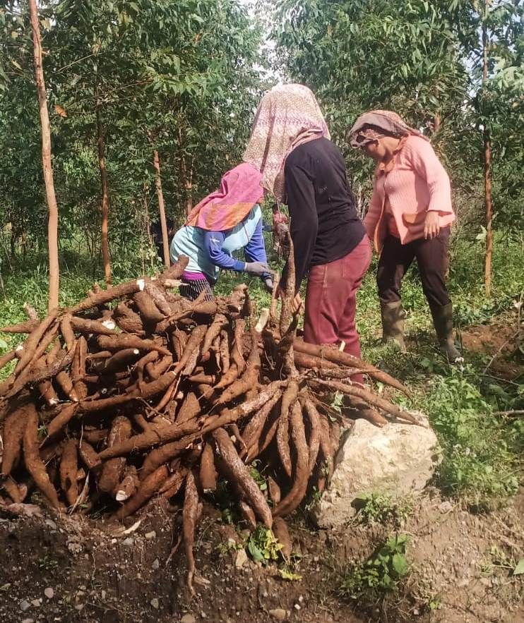 KTH Dolokparmonangan Panen Perdana Tanaman Ubi dari Lahan Konsesi Toba Pulp Lestari