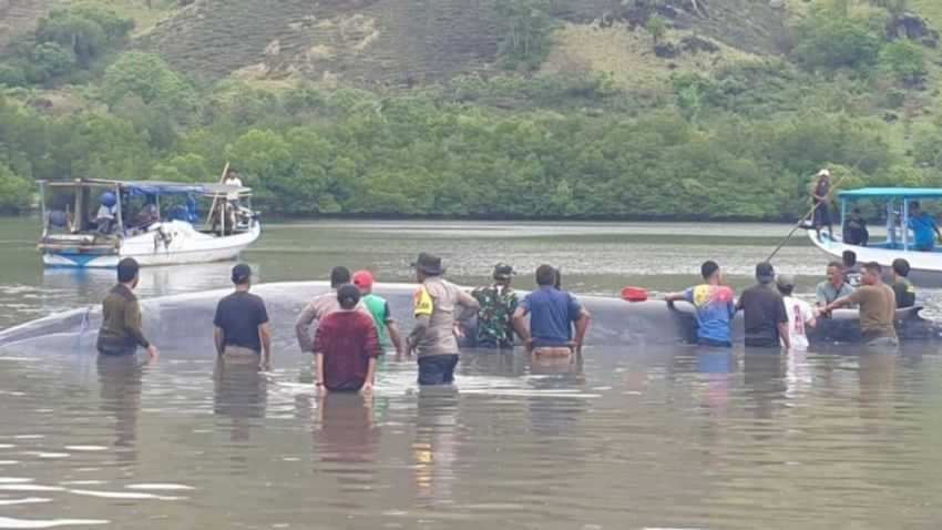 Setelah Tiga Hari Terdampar, Paus Raksasa di Ngada Kembali ke Laut Lepas