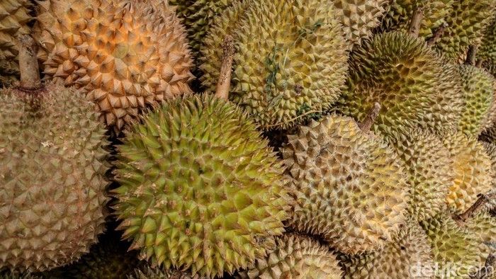 RI Kalah Jauh, Vietnam Jadi Raja Durian Dunia