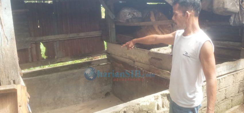 Puluhan Ternak Babi Mati Mendadak di Desa Mela 1, Warga Rugi Puluhan Juta Rupiah