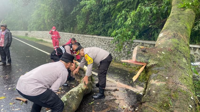 Pohon Tumbang di Jalan Berastagi-Medan, Arus Lalu lintas Sempat Macet