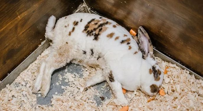 Demam Kelinci Melonjak Tajam di AS, Ini yang Perlu Diketahui