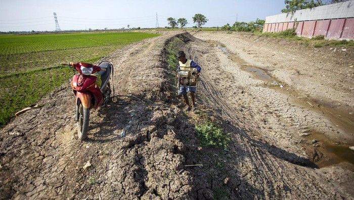 Terungkap, 2 Juta Hektare Sawah Irigasinya Mandek