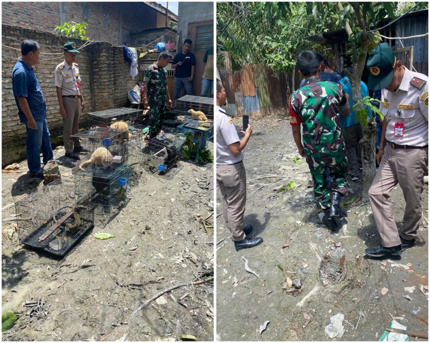 BKSDA akan Selidiki Kasus Satwa Dilindungi di Tanjungbalai