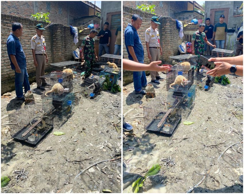 Belasan Ekor Satwa Dilindungi Ditemukan dari Rumah Warga di Tanjungbalai