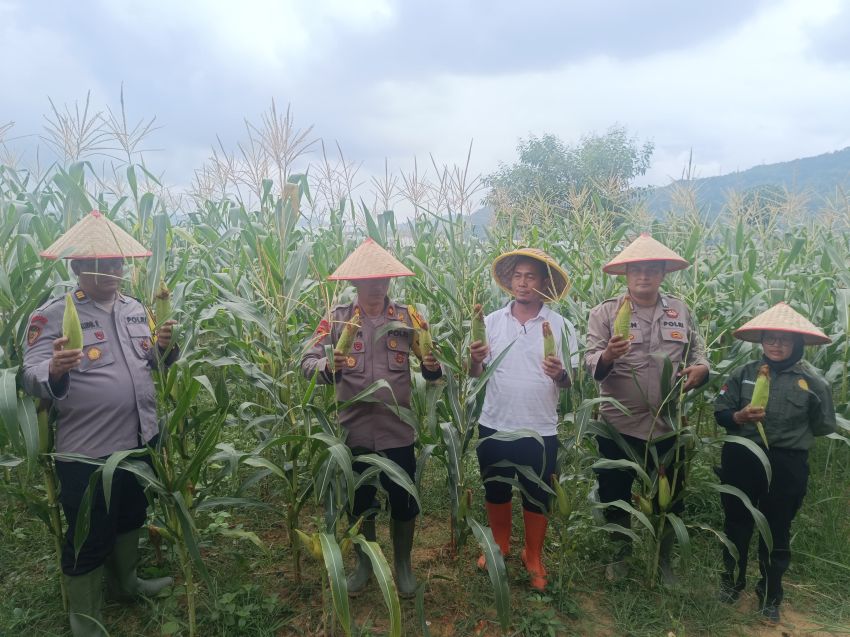 Polres Sibolga Panen Jagung Wujud Program Ketahanan Pangan