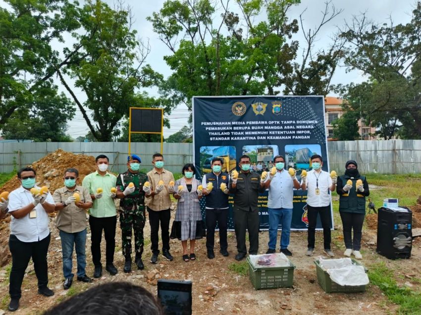 Polda Sumut dan Kanwil Bea Cukai Musnahkan 8 Ton Mangga Tanpa Dokumen Resmi