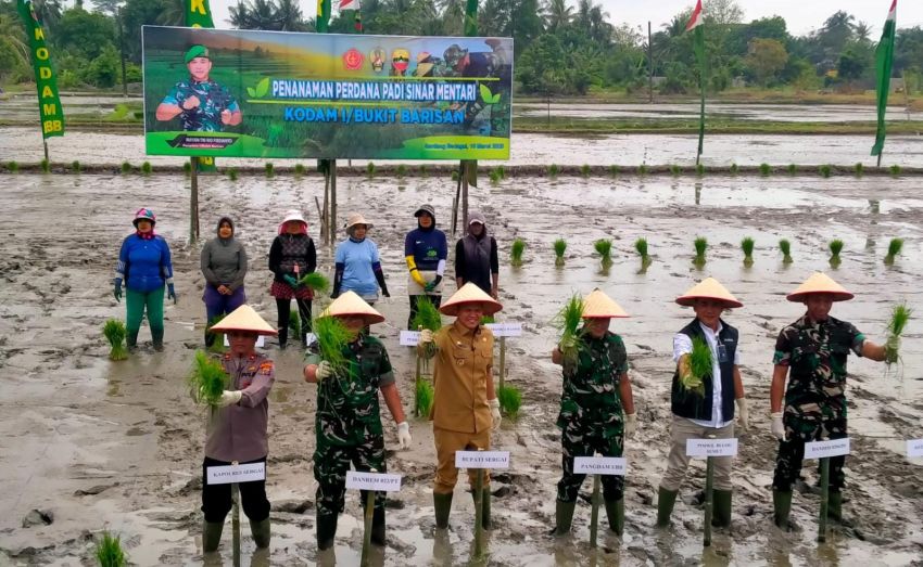 Dukung Ketapang, Pangdam 1 Bukit Barisan Tanam Padi di Perbaungan Sergai
