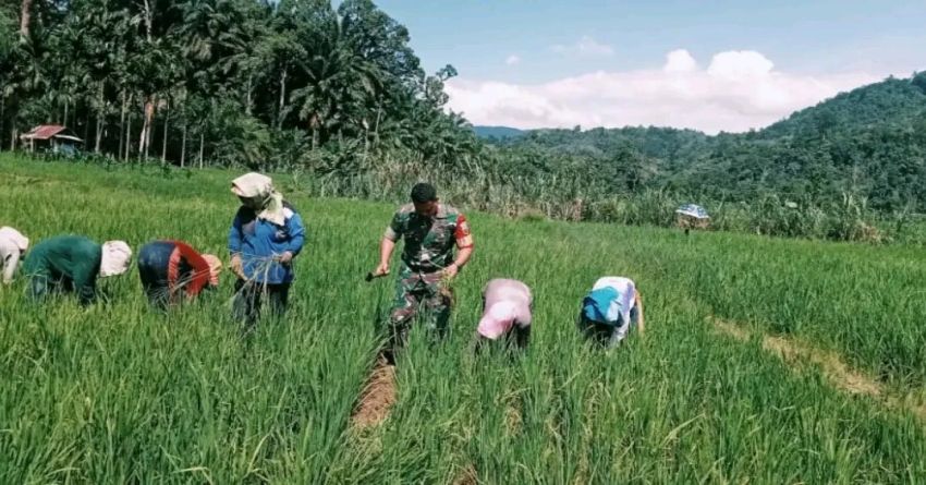 Babinsa Gencar Lakukan Komsos dengan Petani, Wujud Dukungan Program Swasembada Pangan