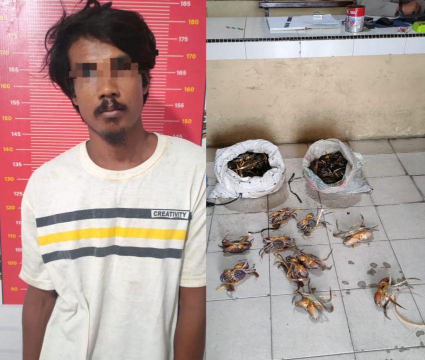 Aksinya Terekam CCTV, Pencuri Kepiting Bakau Diringkus Polsek Tanjungberingin