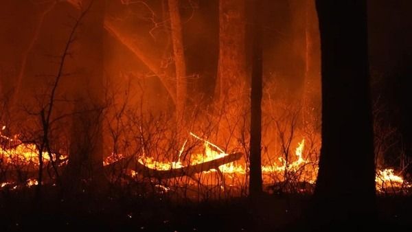 Kebakaran Hutan di New Jersey, 3.000 Orang Mengungsi