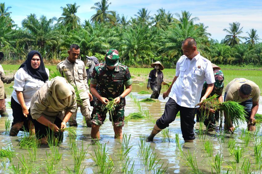 Aceh Utara Lumbung Padi Indonesia, Dandim Lanjutkan Program Presiden