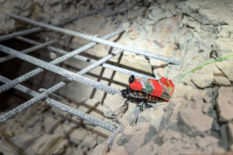 Cari Korban Reruntuhan Gempa Myanmar, Singapura Kerahkan Kecoak Cyborg