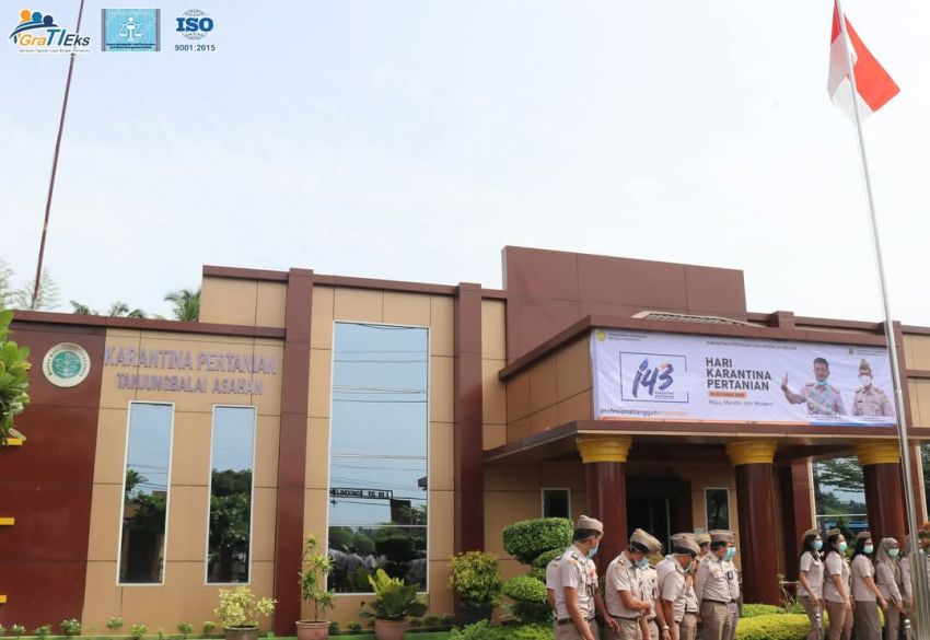 Karantina Sumut Sesalkan Aksi Warga Gali Buah Mangga Thailand yang Dimusnahkan