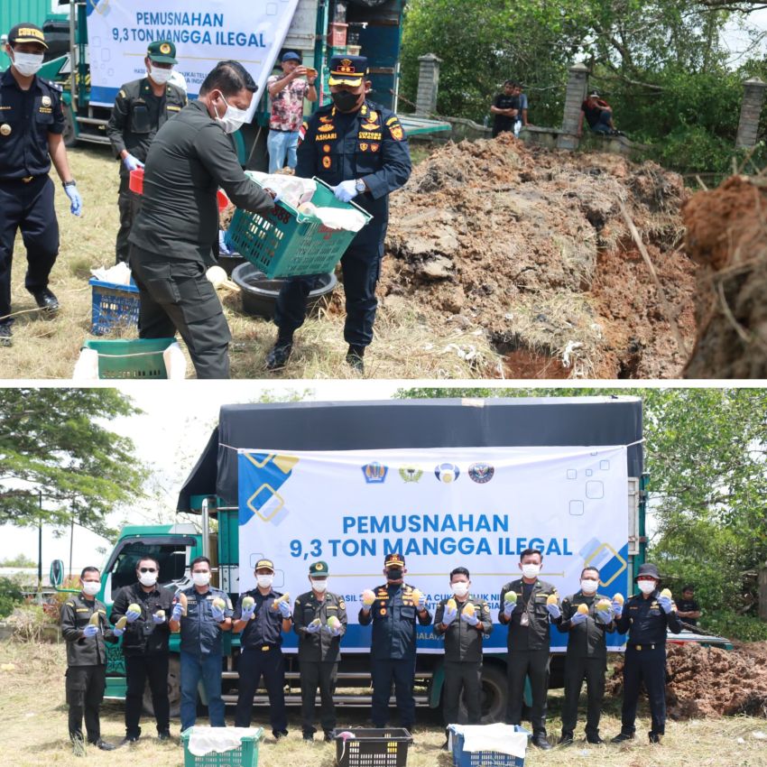 BC Teluk Nibung dan Karantina Musnahkan 9,3 Ton Mangga Ilegal Asal Thailand