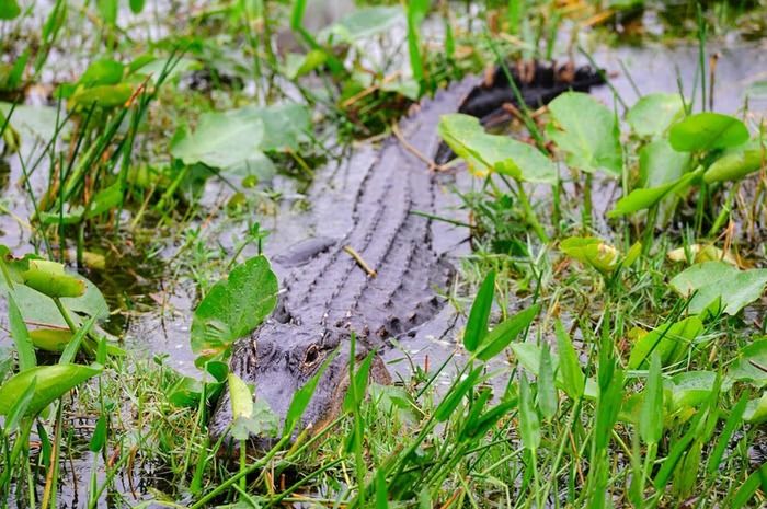 Pesawat Mendarat Darurat di Rawa Penuh Buaya, 5 Orang Selamat