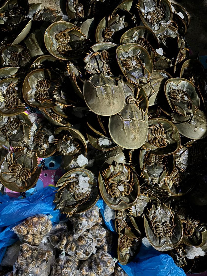 BC Teluk Nibung dan Karantina Gagalkan Penyelundupan Belangkas ke Malaysia