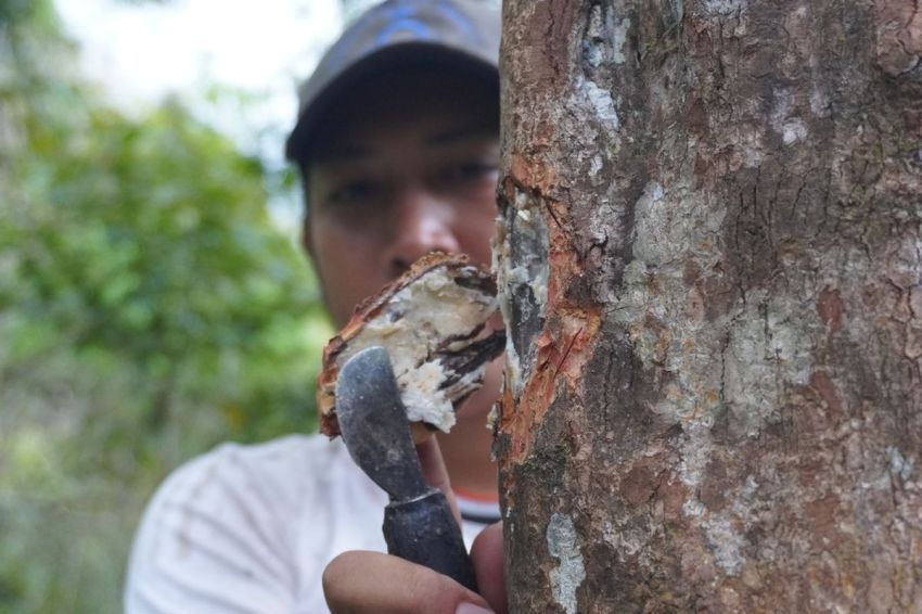 Kualitas Unggul, Kemenyan Sumatera Diminati Pasar Asia dan Eropa